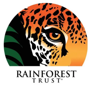rainforest