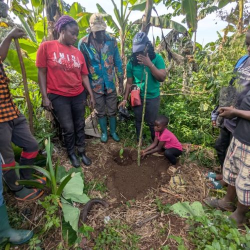 Tree planting (2)